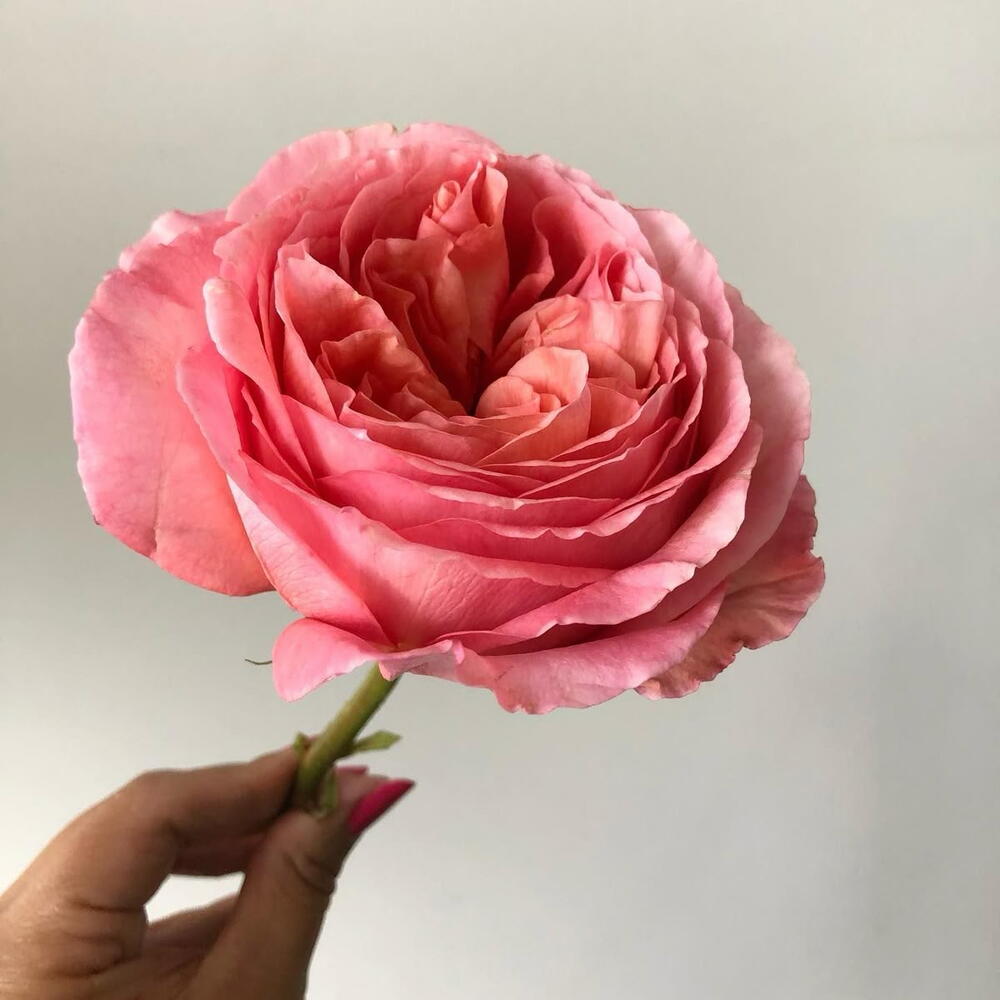 Пионовидная Роза Pink Expression