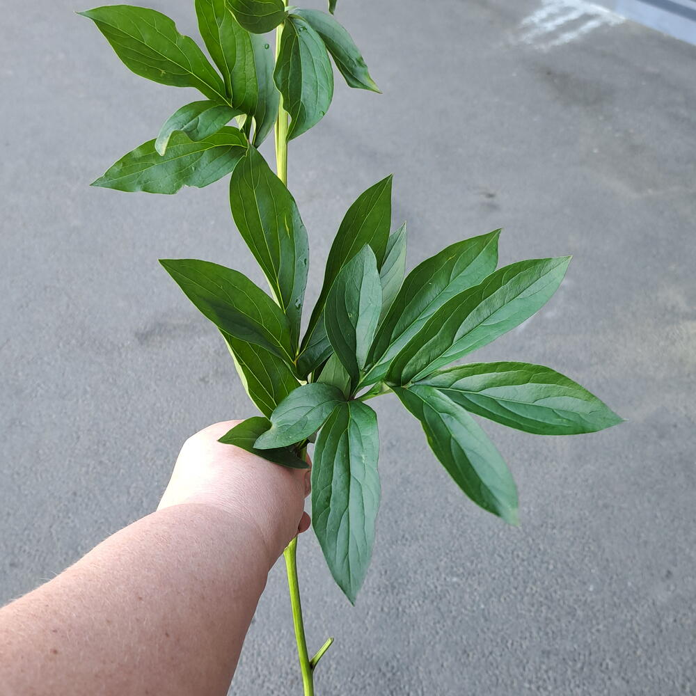 Пион