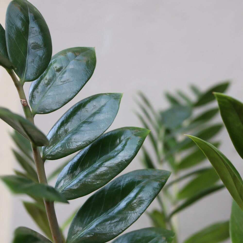Комнатное растение Замиокулькас Emerald Palm (d 17см)
