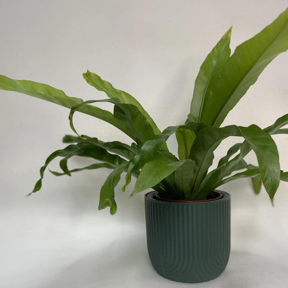 Папоротник Асплениум /Asplenium