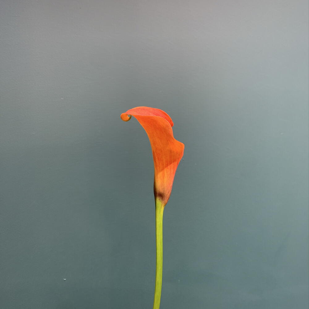 Калла