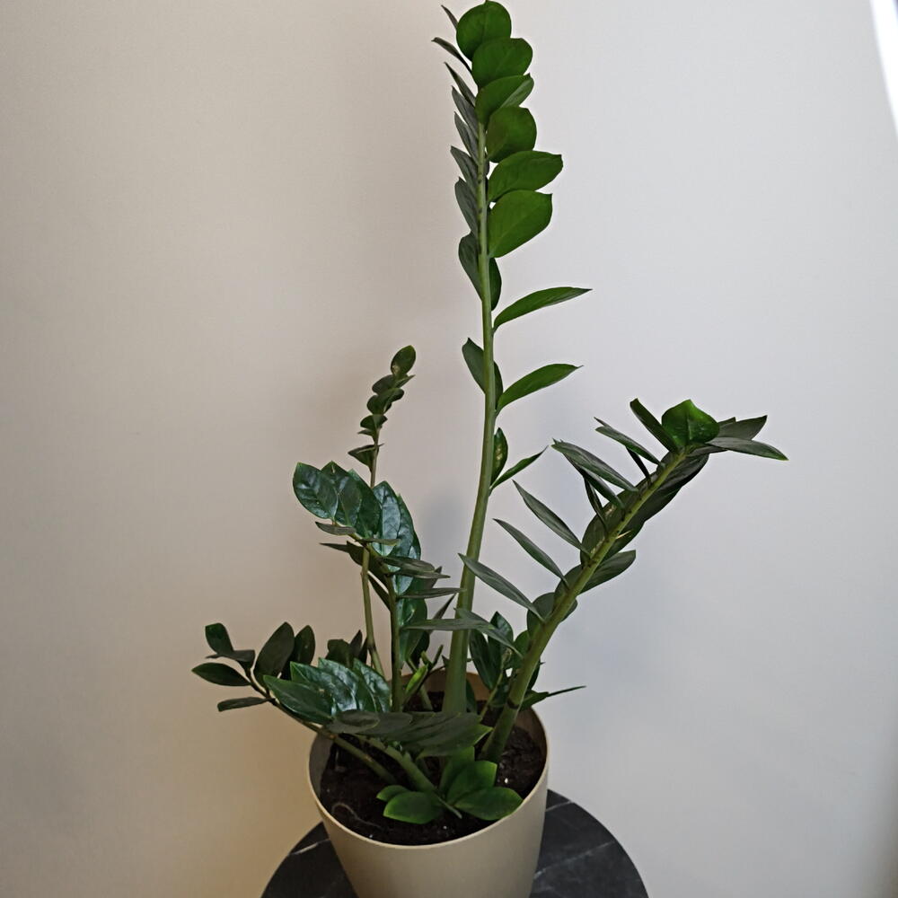 Замиокулькас 🌱