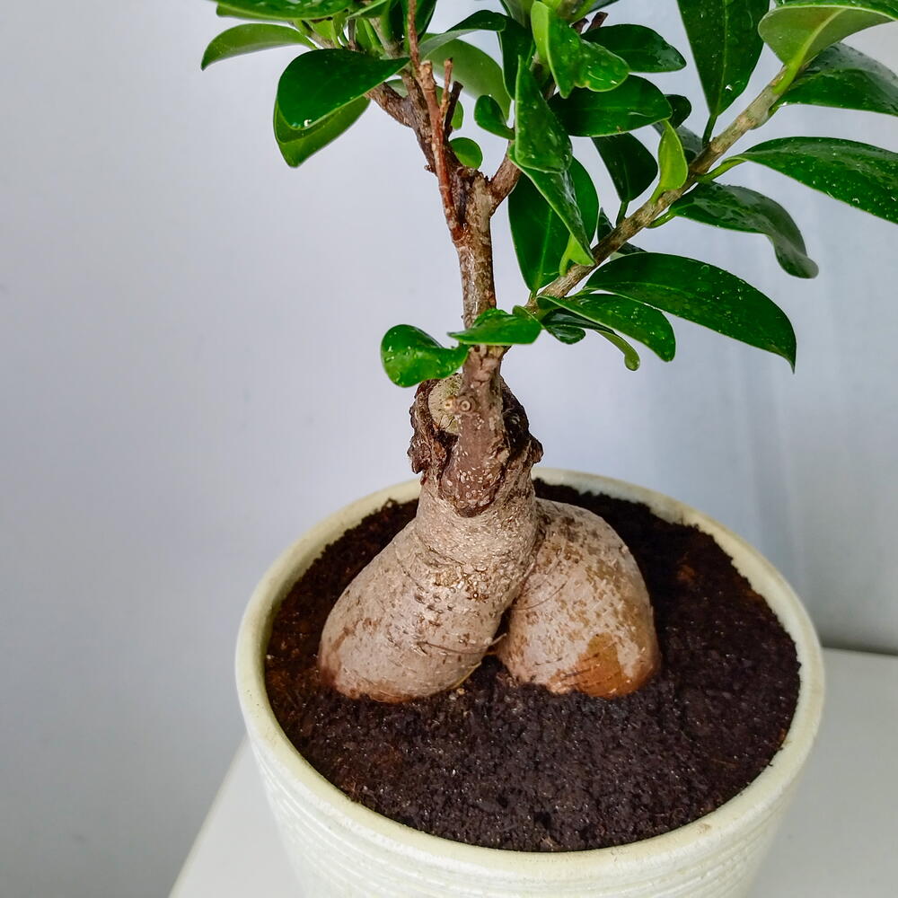 Фикус микрокарпа