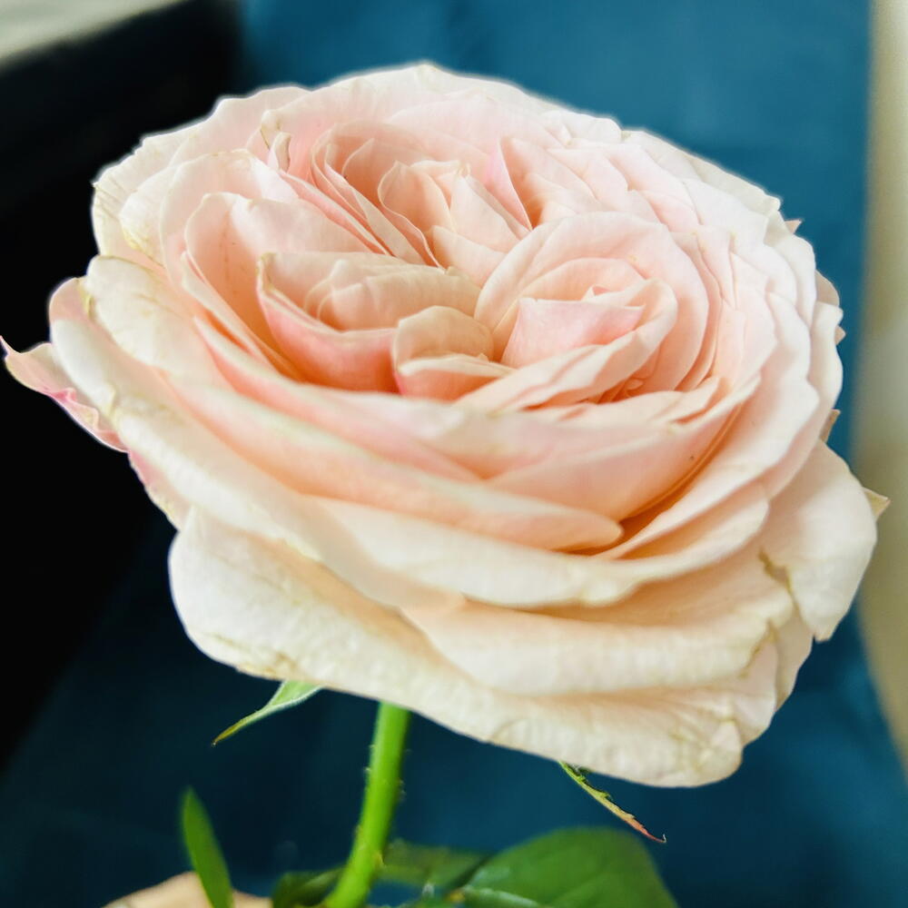 Пионовидная Роза 🌸