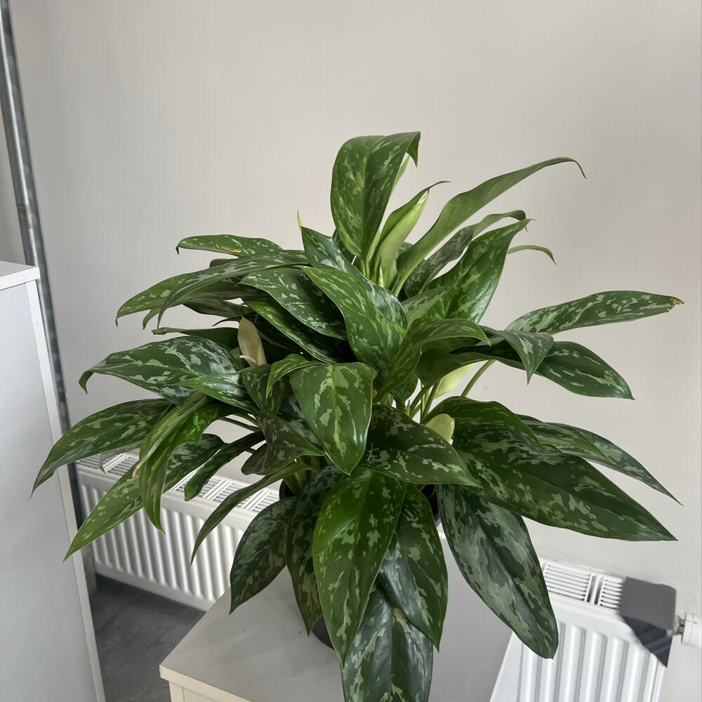 Aglaonema
