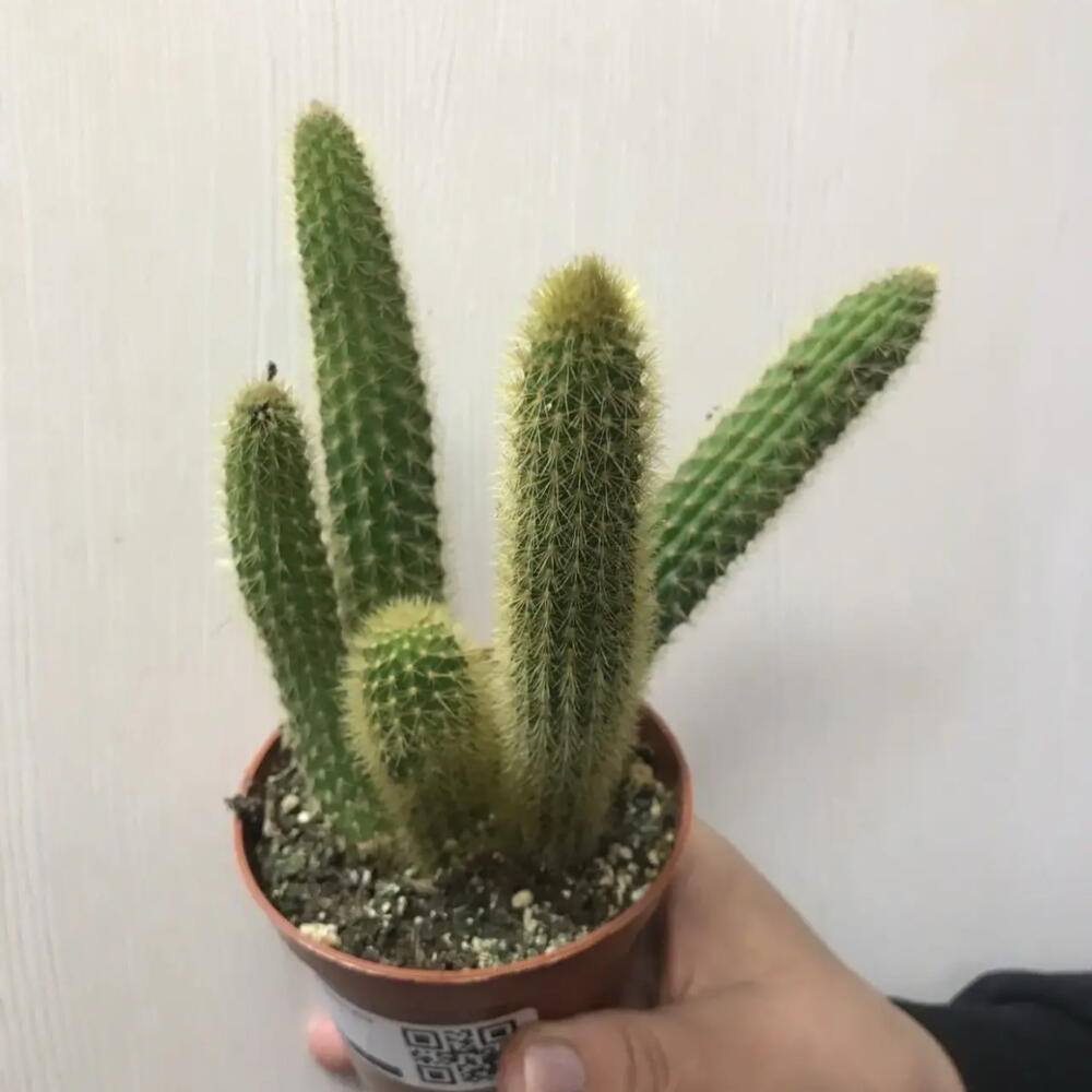 Кактус
