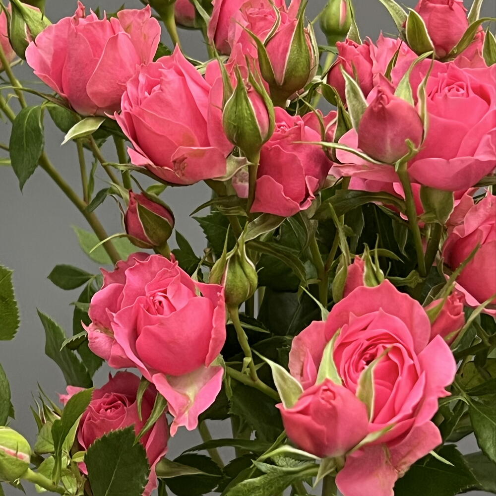 Моно 31