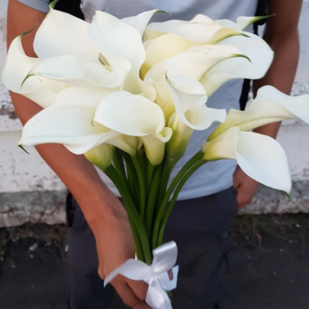 Цветы калла купить в москве цветы валенсия москва