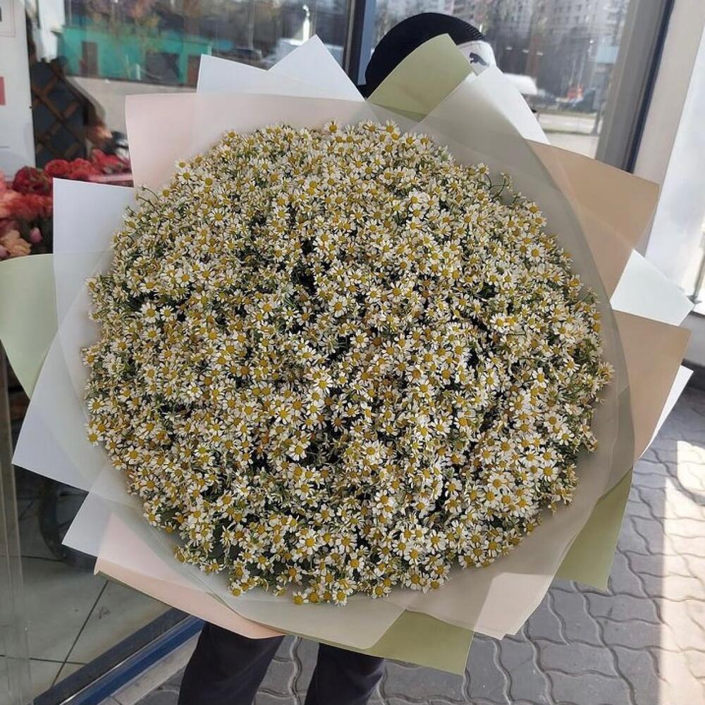 101 кустовая ромашка