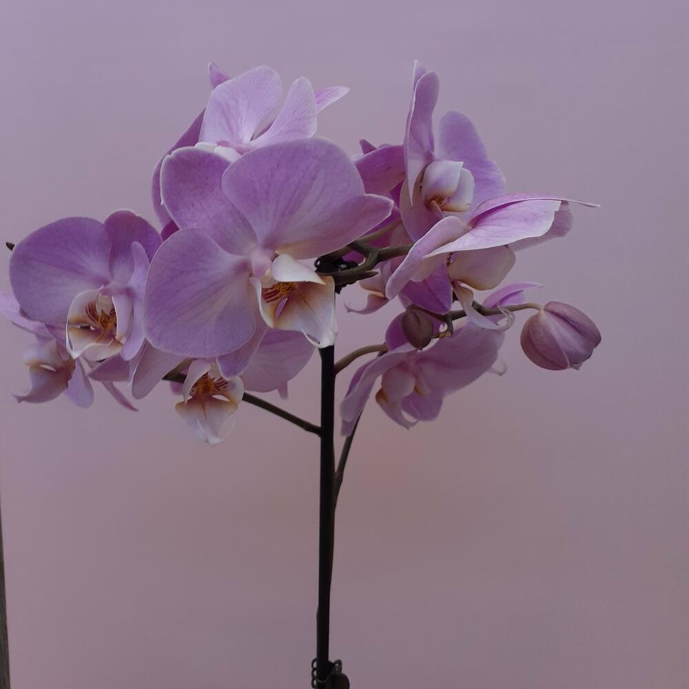 Купить орхидеи в курске букеты из кустовых гвоздик фото