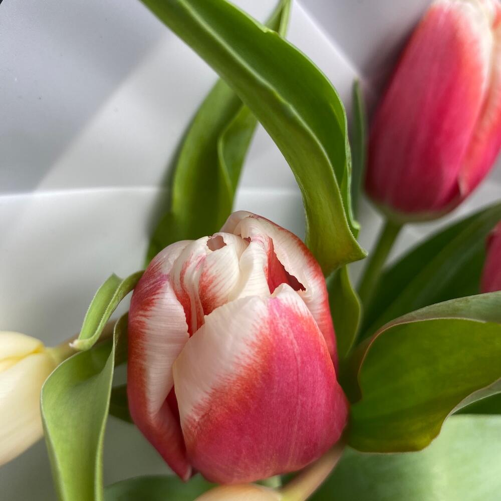 Tulips