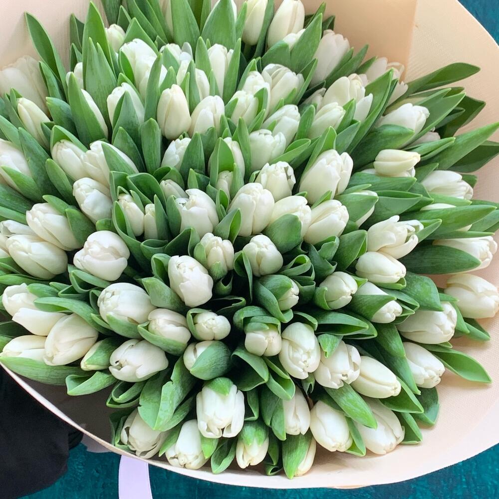 101 tulipanes blancos