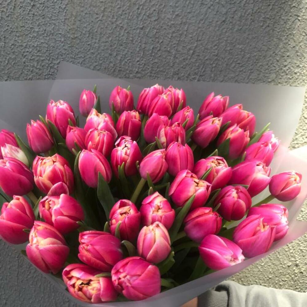 Tulips 49 colombos