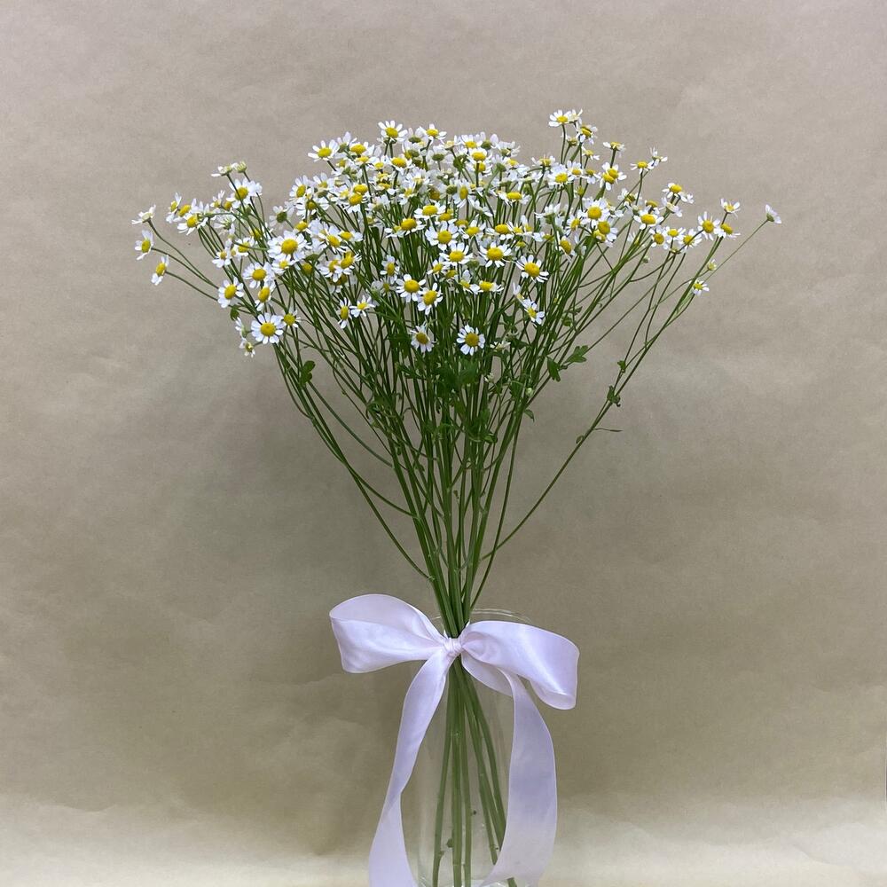 Thanacetum chamomile