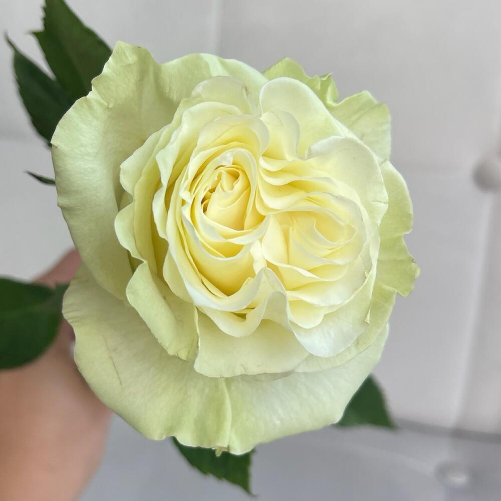 Роза Мондиаль 50см