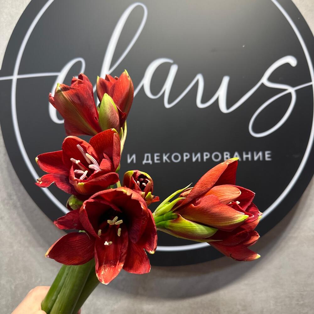 Амариллис под ленту