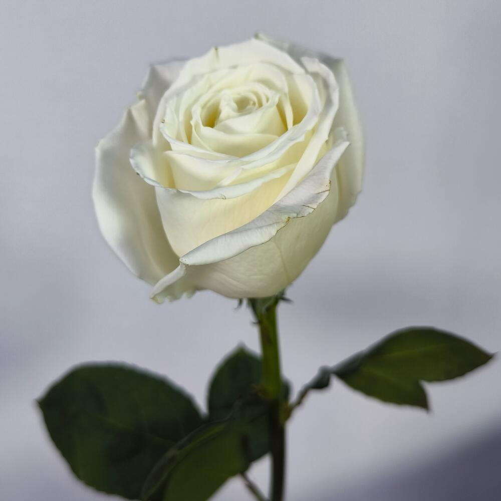 Rosa blanca