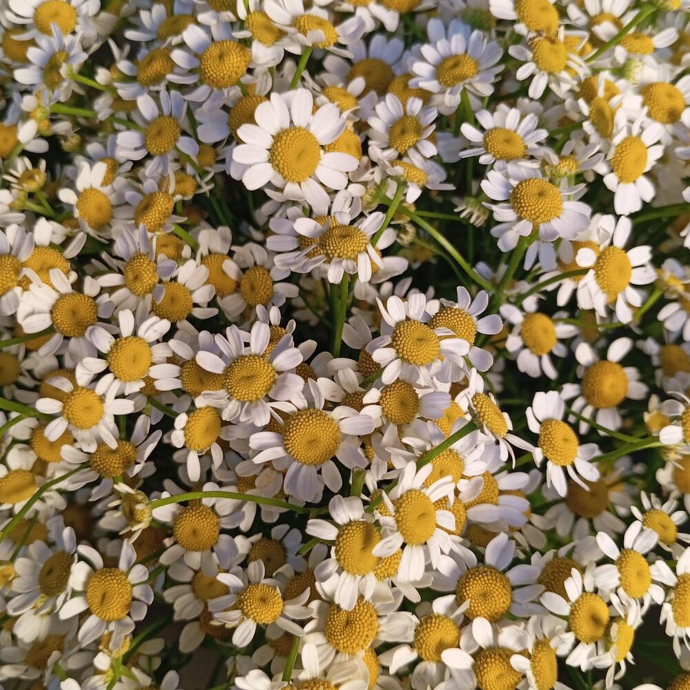Ромашки с поляны