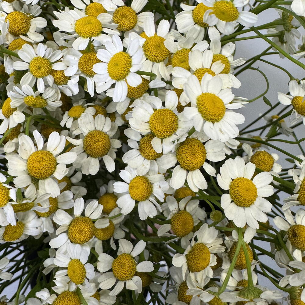 21 матрикария