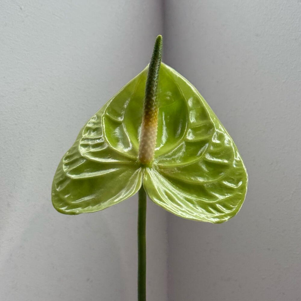 Green Anthurium