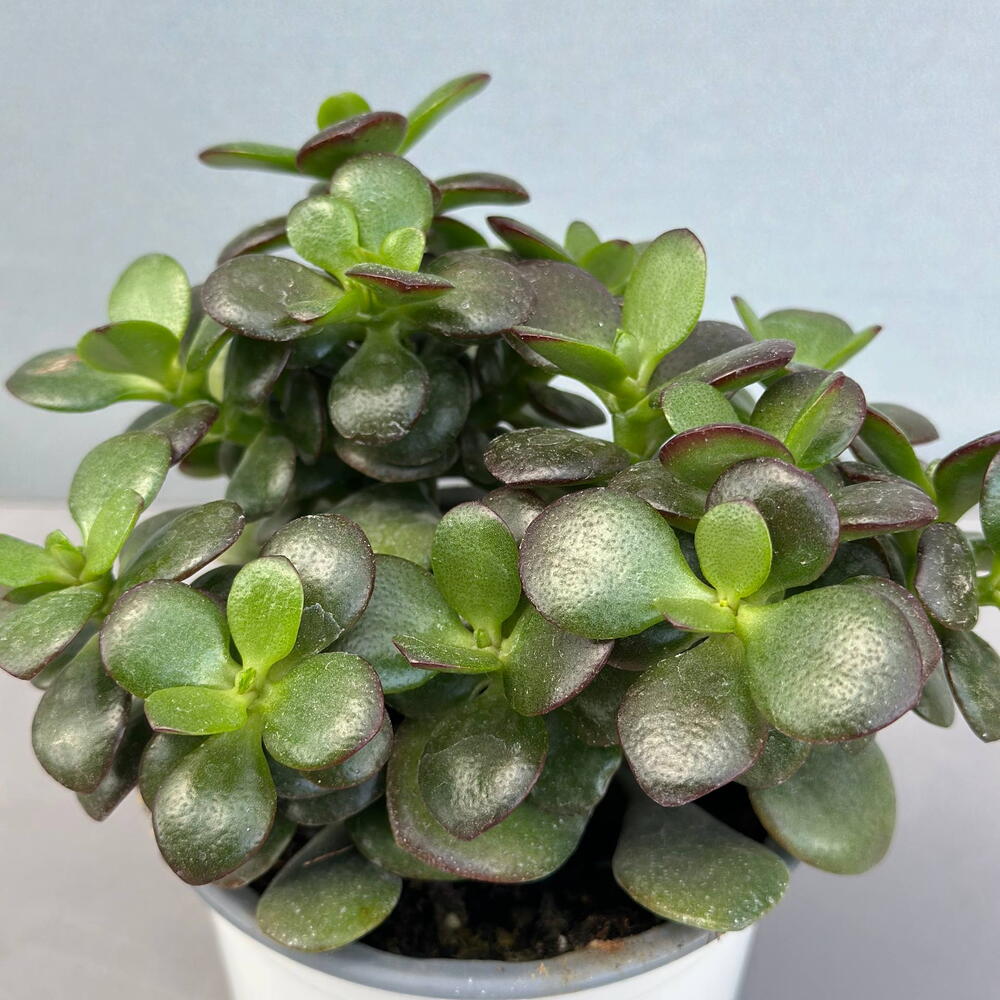 Крассула (CRASSULA OVATA 10/25)