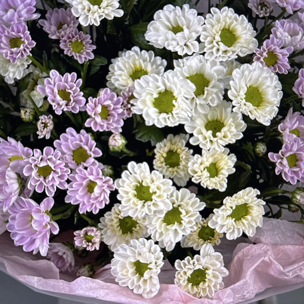 Дуо букет из белых и розовых сантини (49-0508)