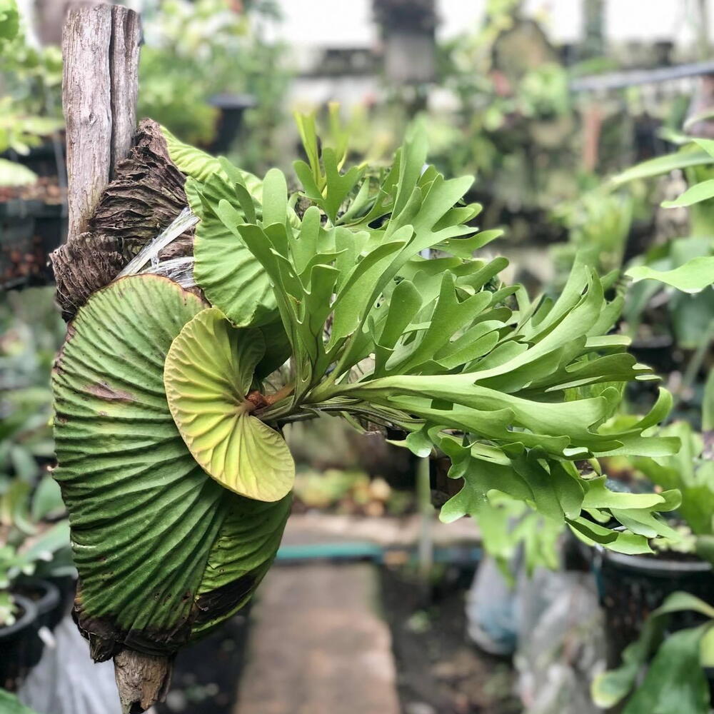 Платицериум Ридли Platycerium Ridleyi