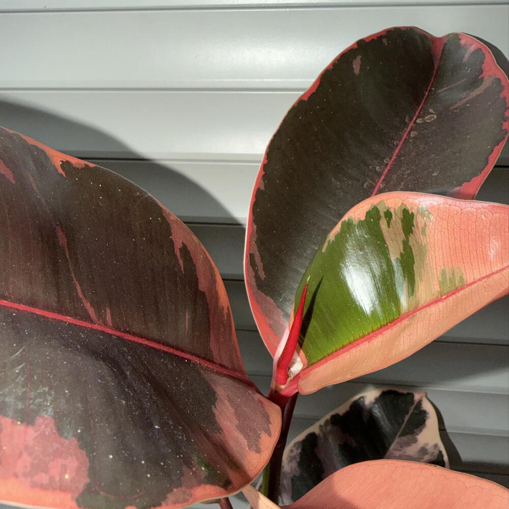 🌿 Фикус эластика ‘Belize / Ruby