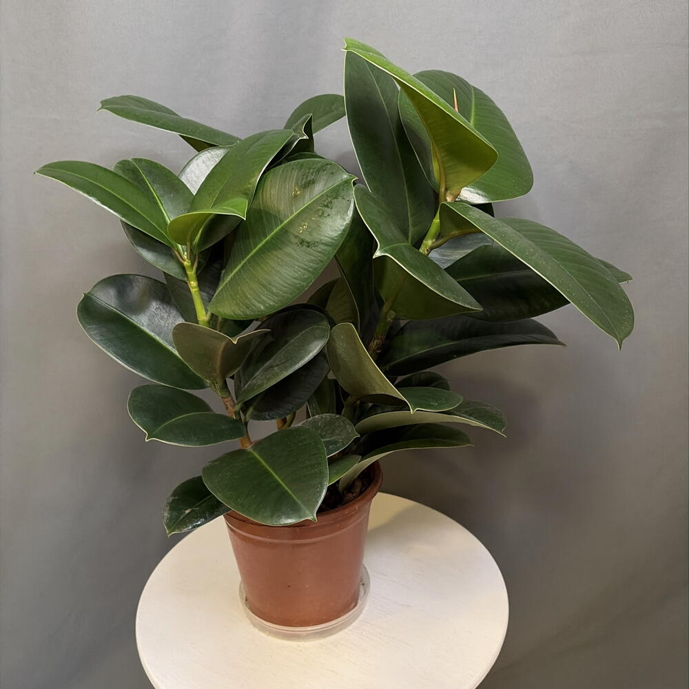 Фикус elastika Robusta
