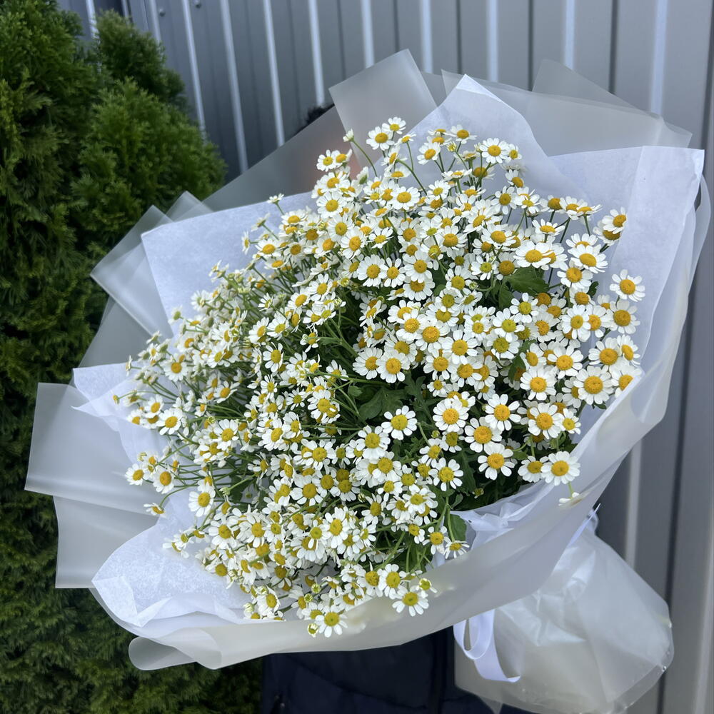 Ромашка полевая 😍