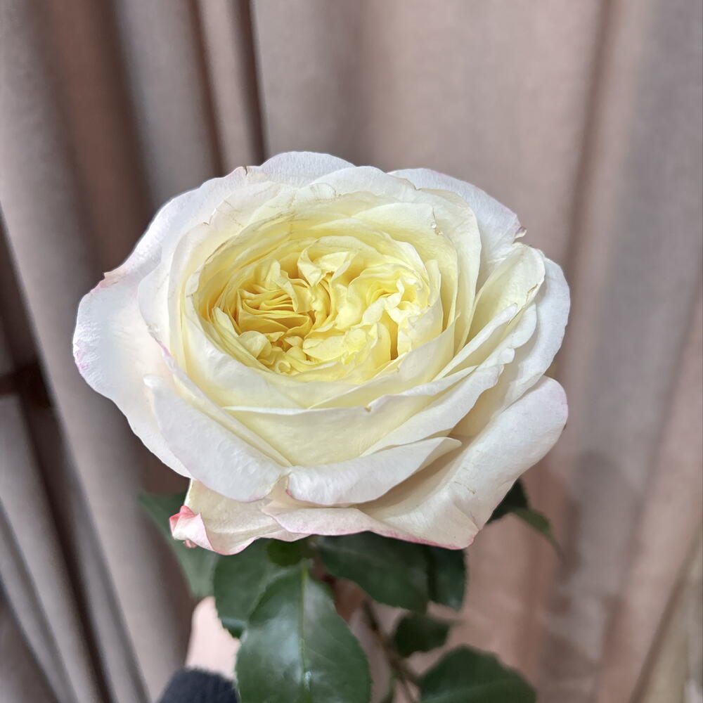 Роза Кэндллайт