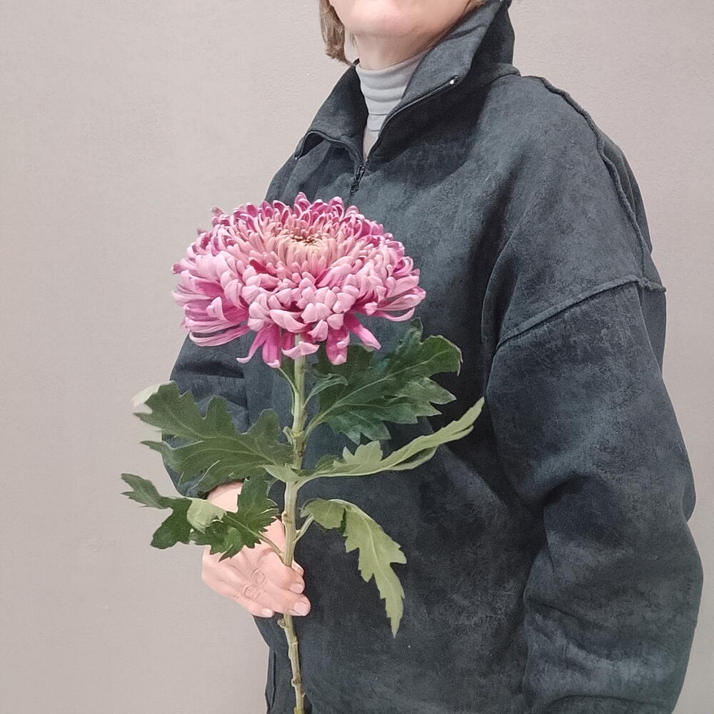Хризантема Тула