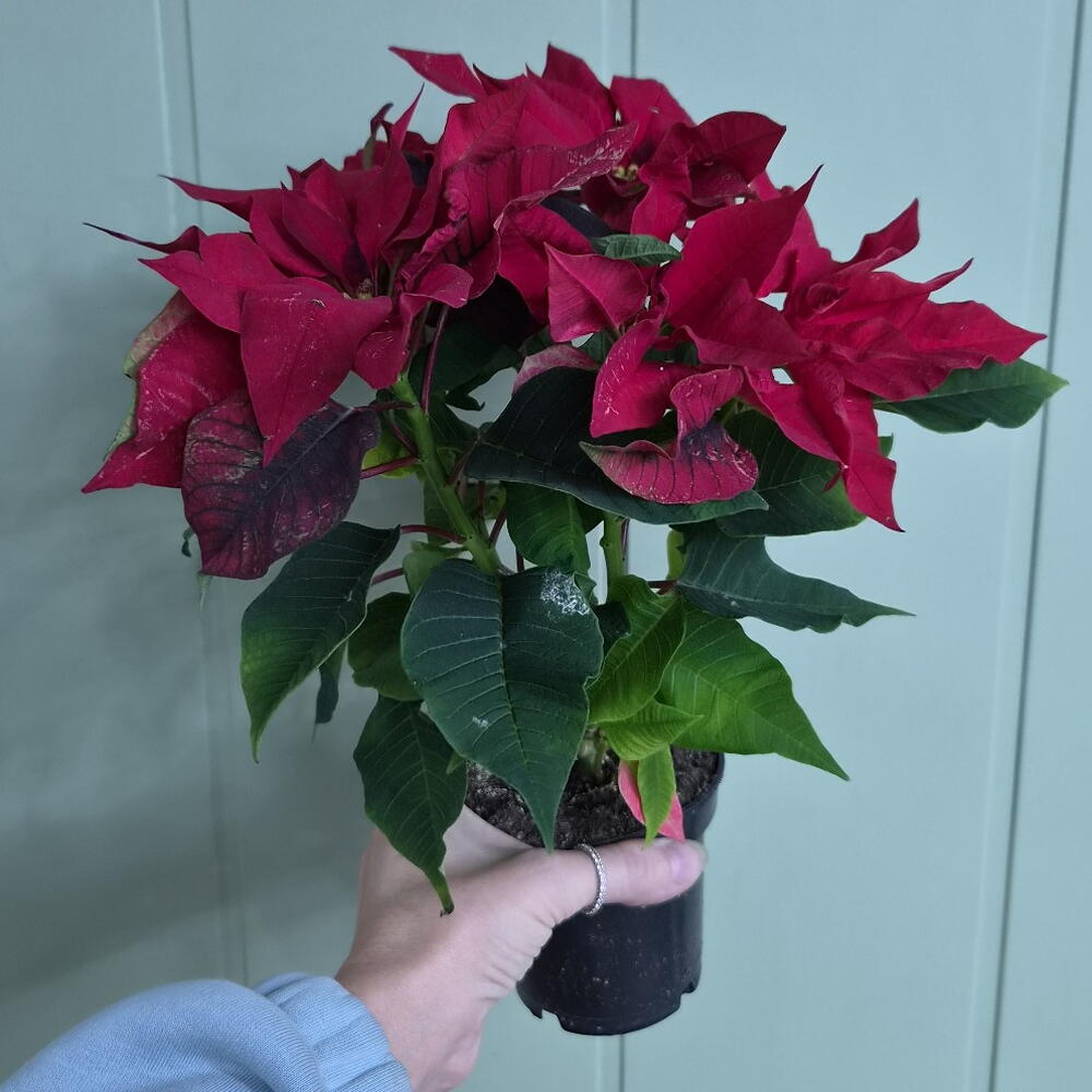 Poinsettia