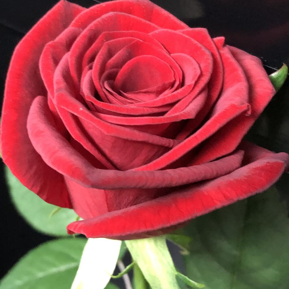 Rosa 60cm
