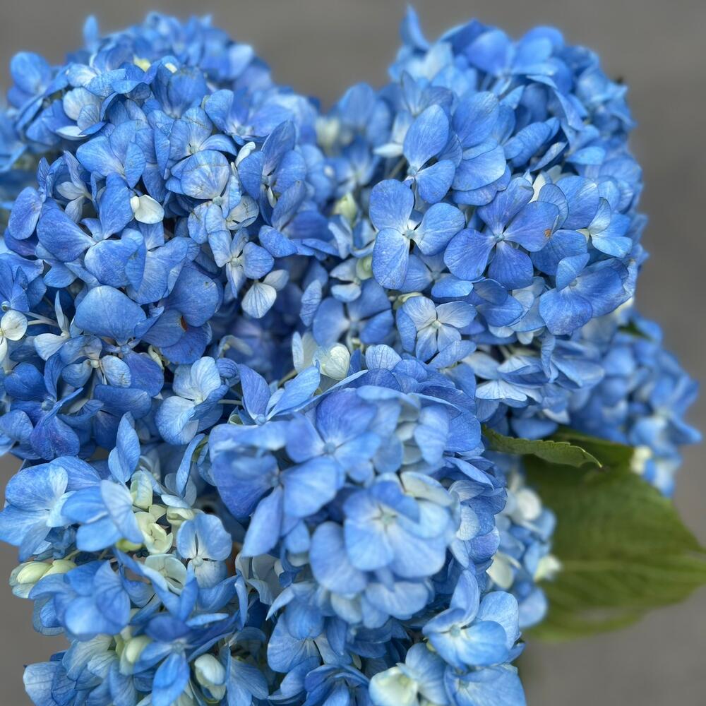 Blue Breeze