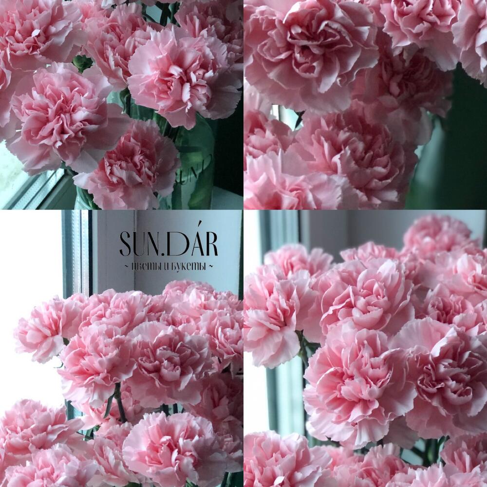 Диантусы 15🌸