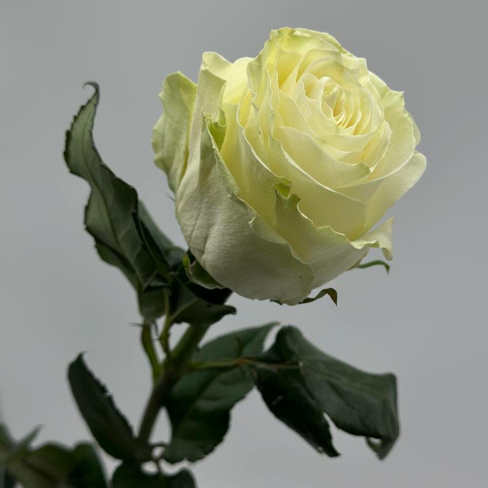 White Mondial rose