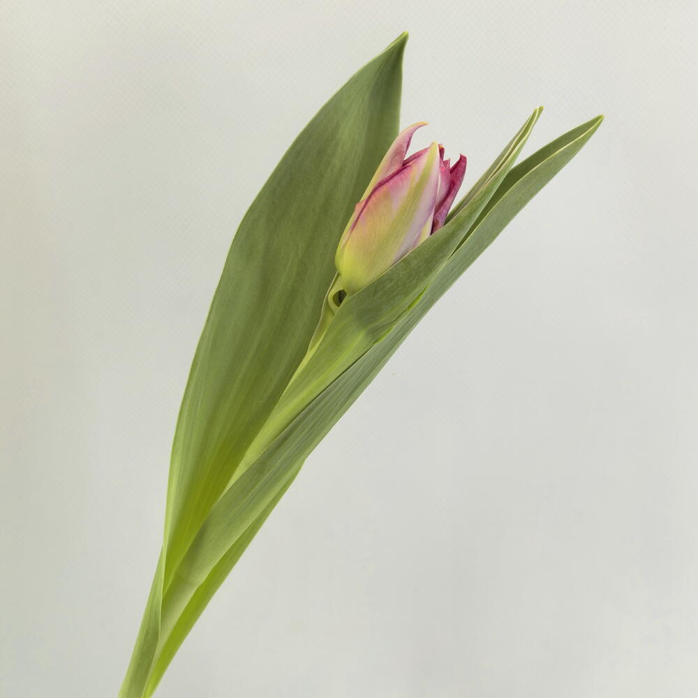Тюльпан 🌷