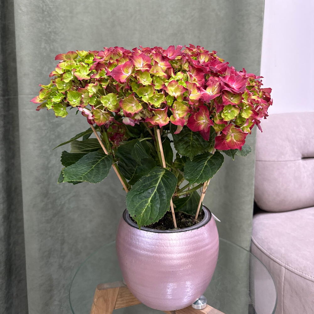 Гортензия Hyndrangea / Бордо