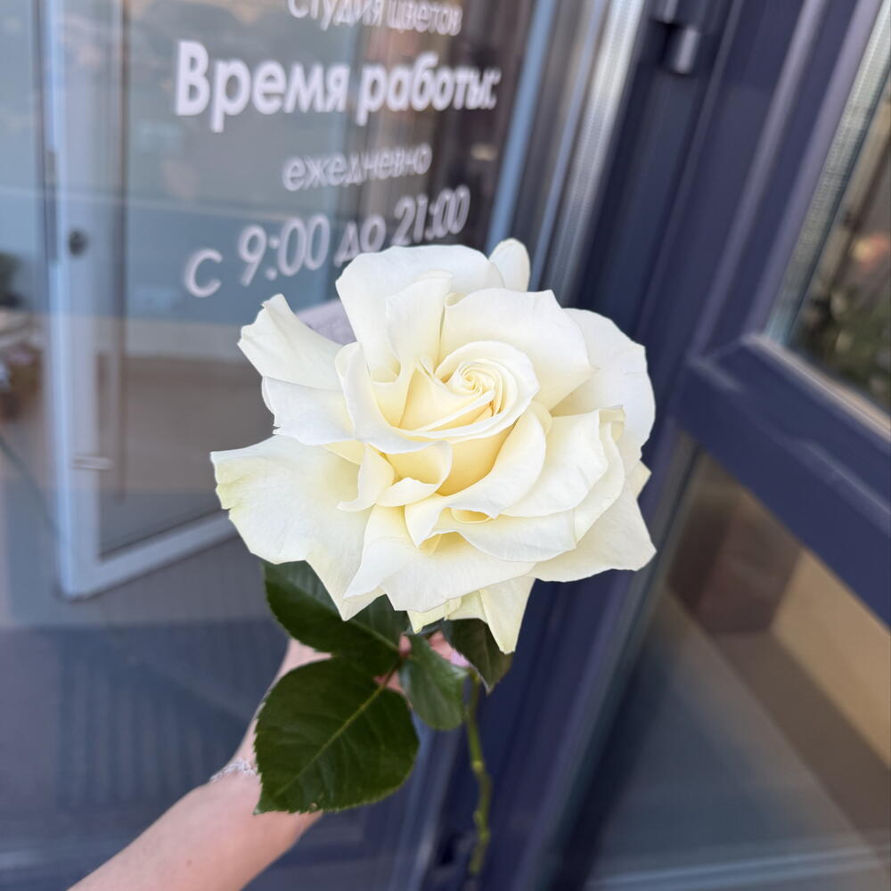 Французская роза белая