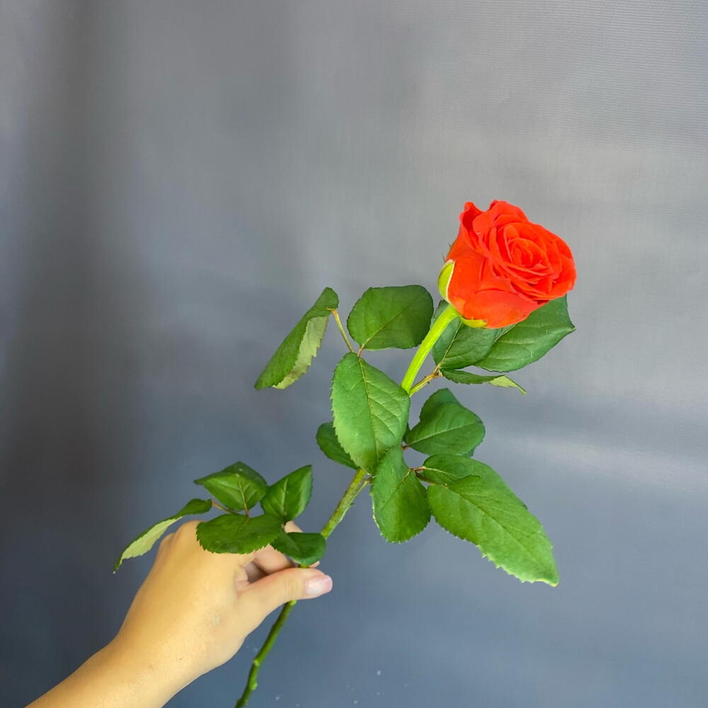 Роза красная🌹