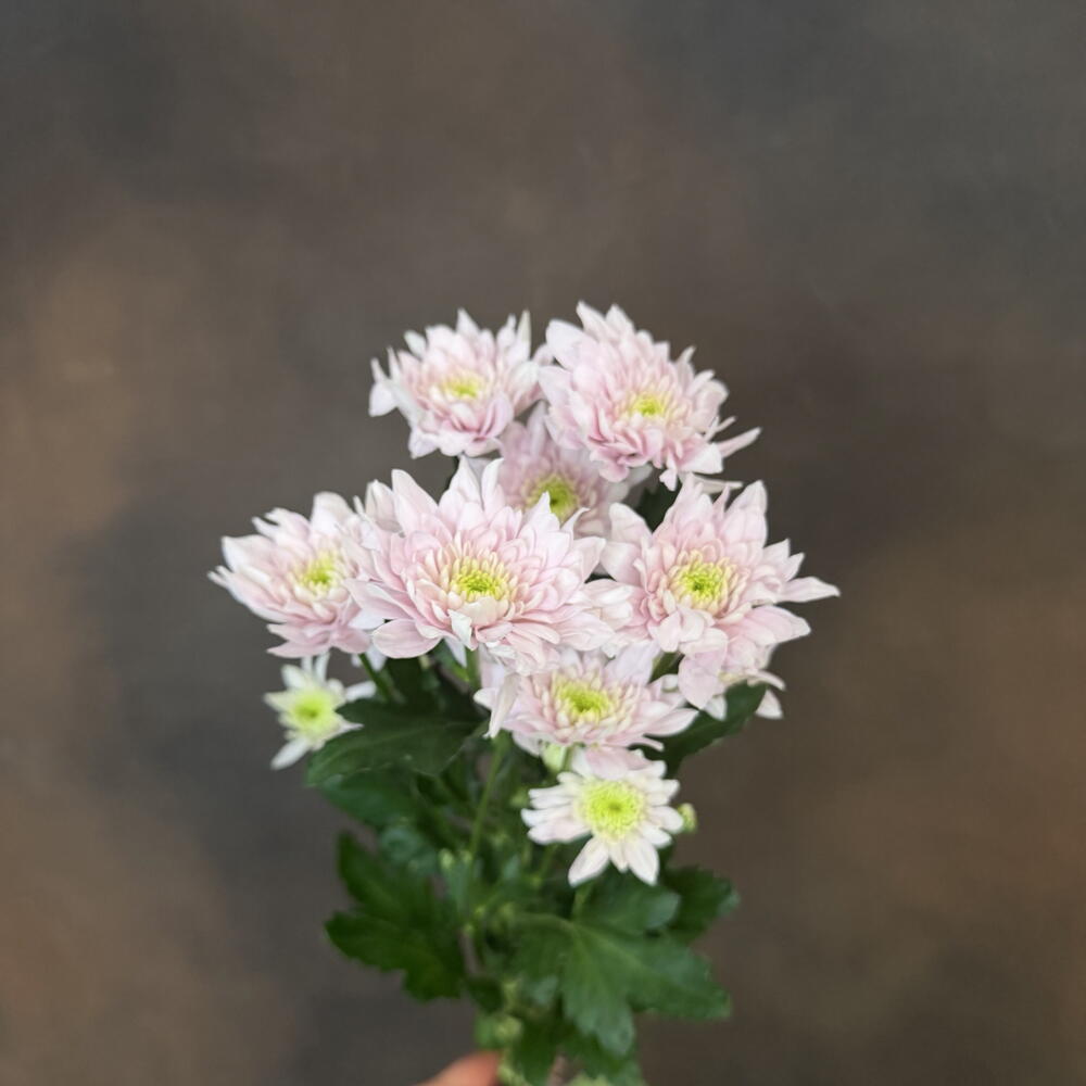 Пачка кустовых хризантем Comandor Pink 5 шт