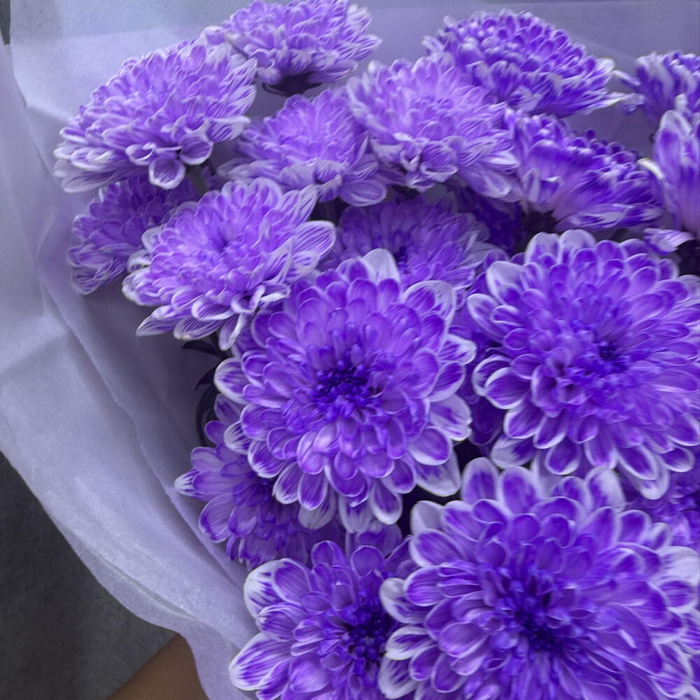 Комплемент🌸из лавандовой кустовой хризантемы