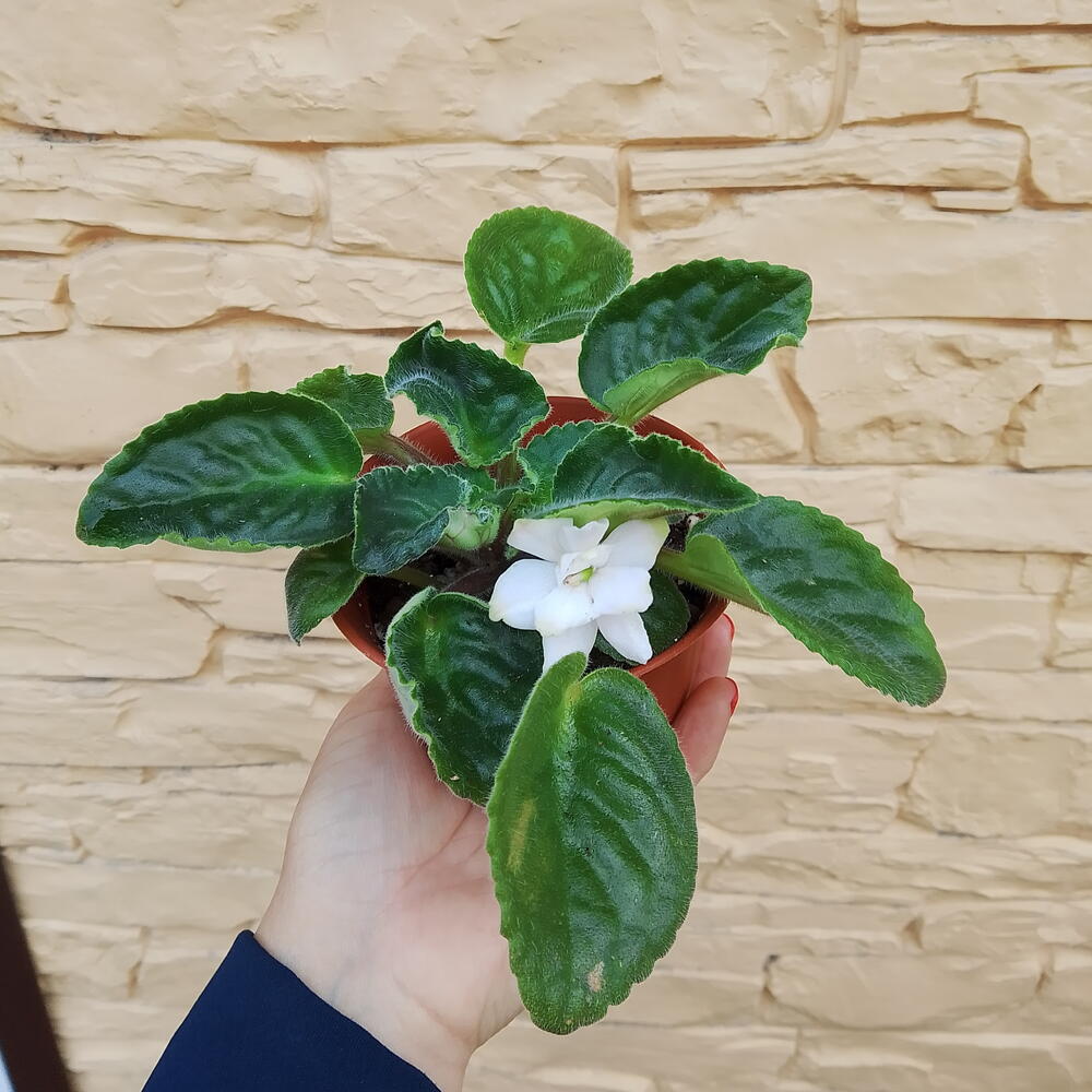 Фиалочка красатулечка😘