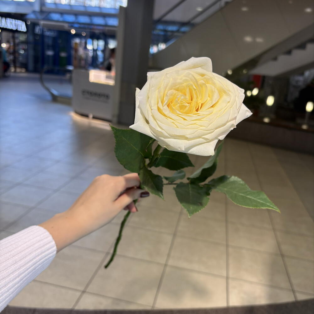 Роза канделайт