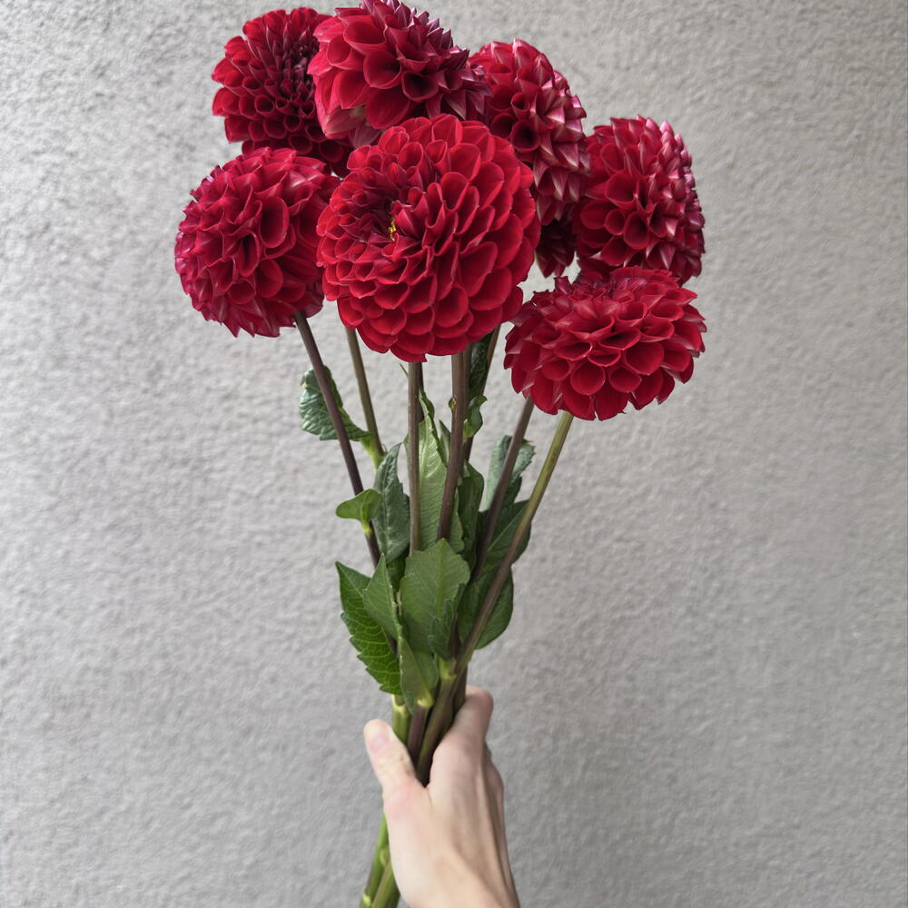 Бордовые георгины