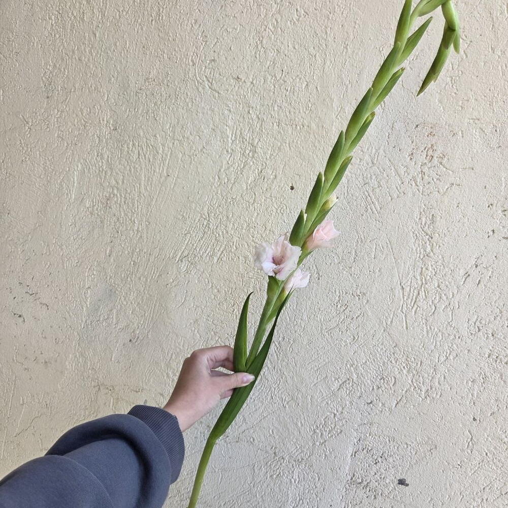 Гладиолус розовый