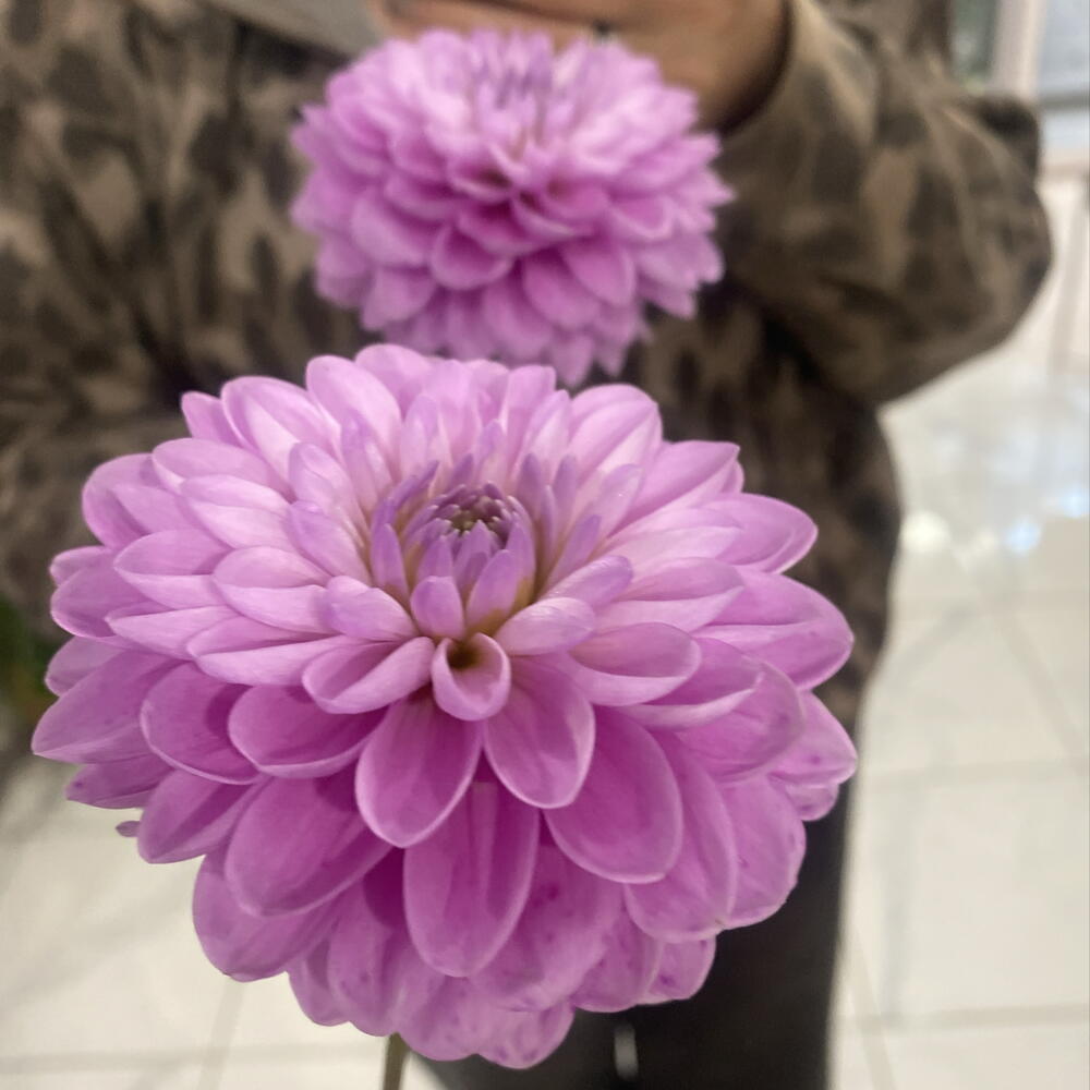 Георгин 🌸🌸🌸