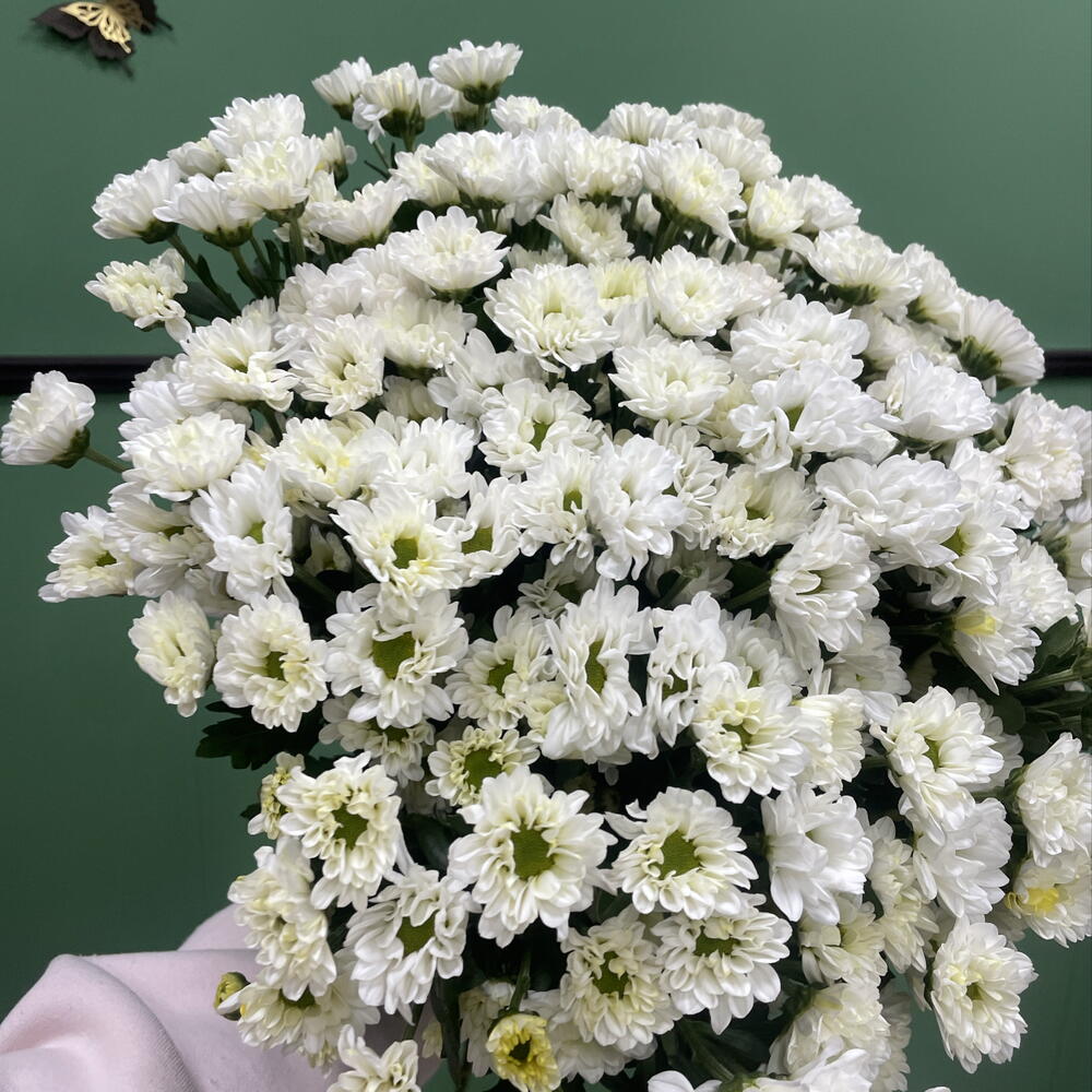 Сантини моно