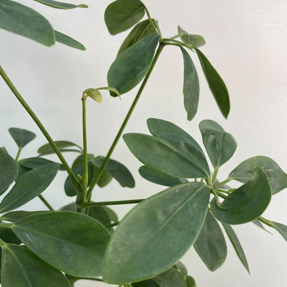 Шефлера древовидная Люсиан / Schefflera arboricola Luseane